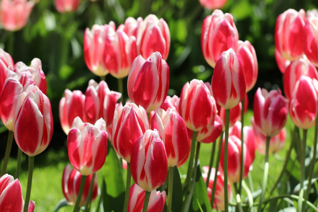 Tulpenfelder im Keukenhof