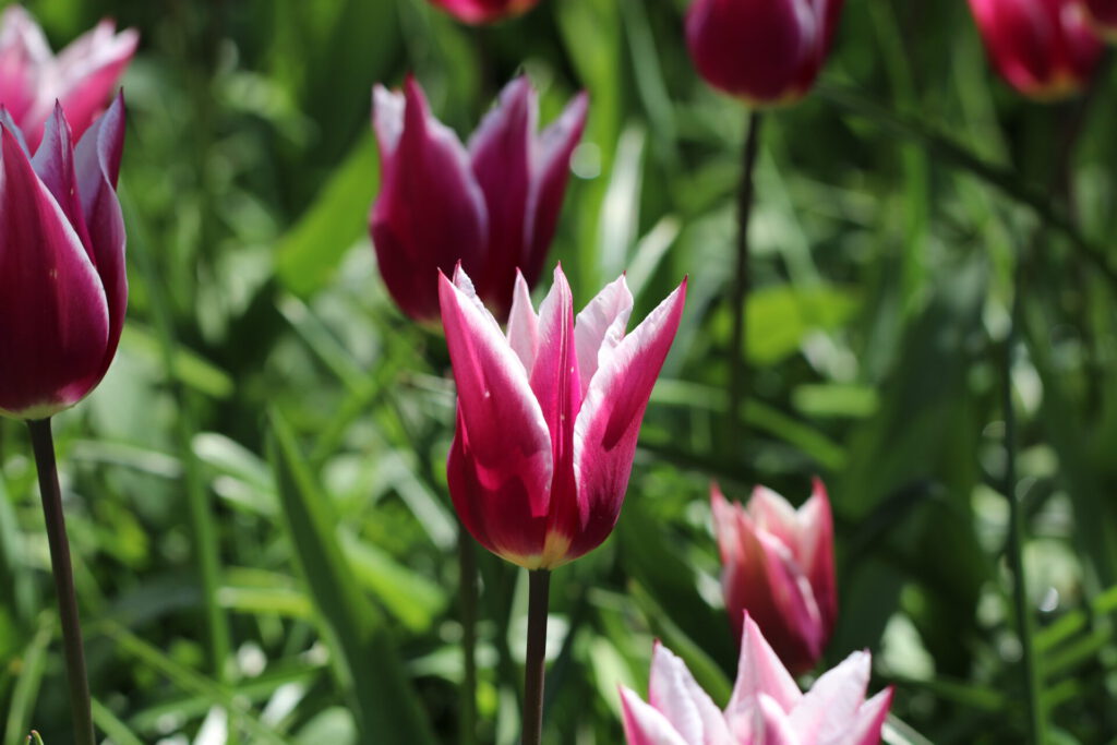 Tulpenfelder im Keukenhof