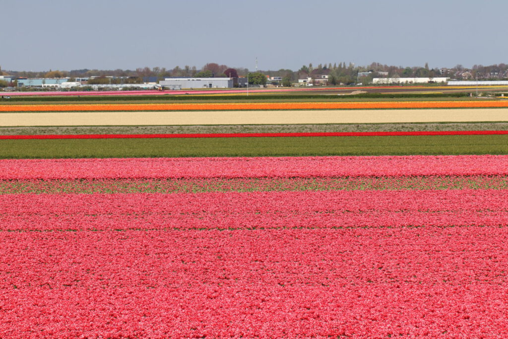 Benachbarte Tulpenfelder mit toller Farbenpracht