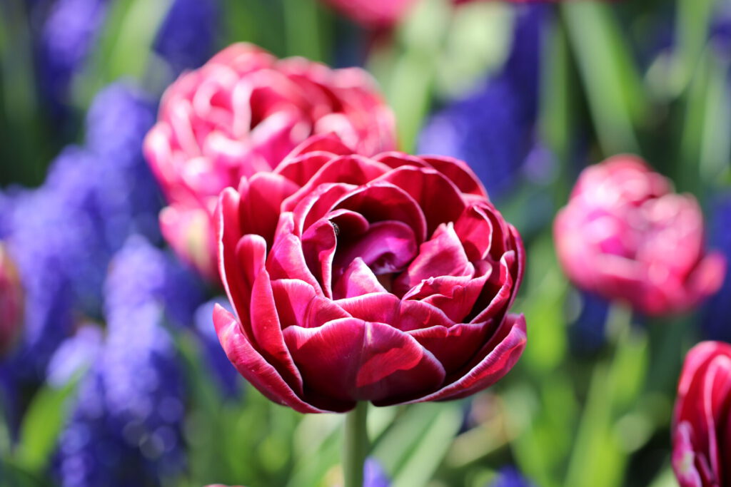 Tulpenfelder im Keukenhof
