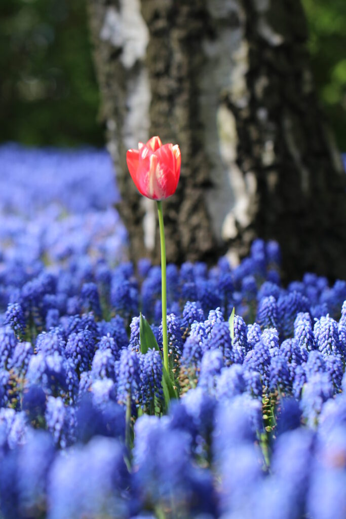 Tulpenfelder im Keukenhof