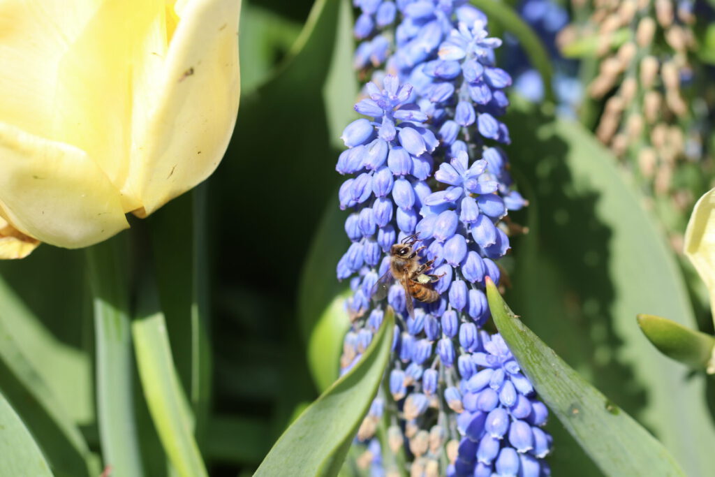 Biene auf einer Blume