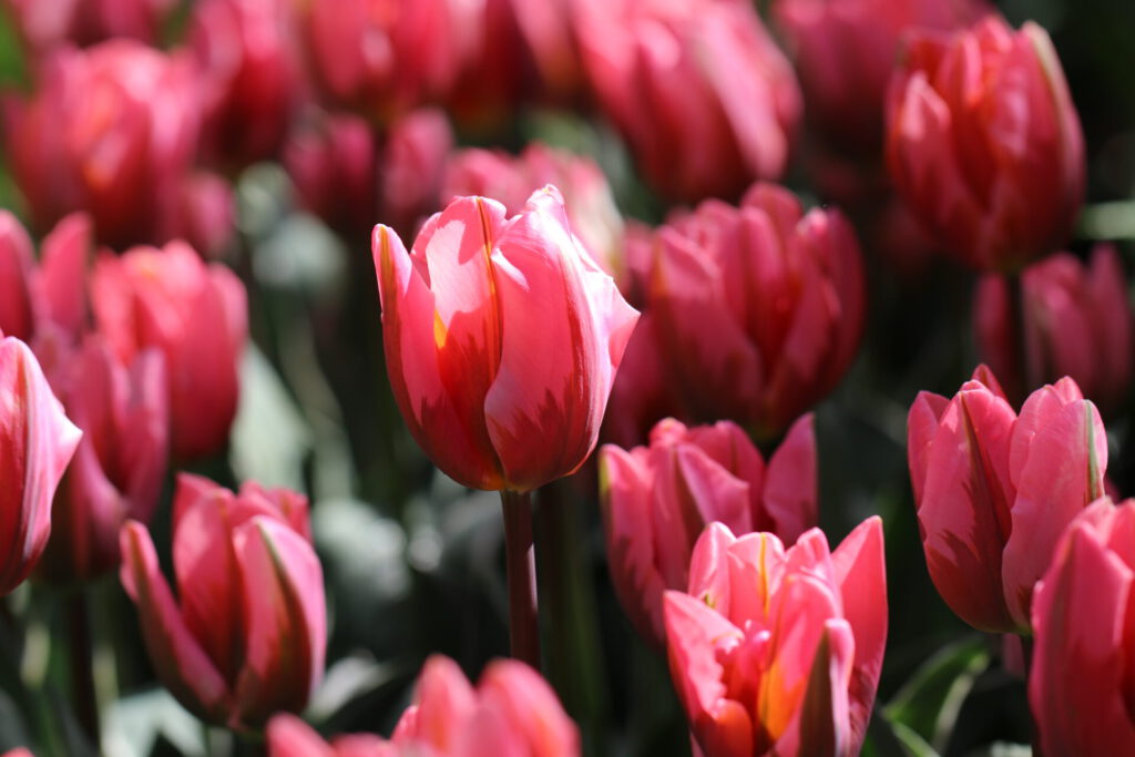 Tulpenfelder im Keukenhof