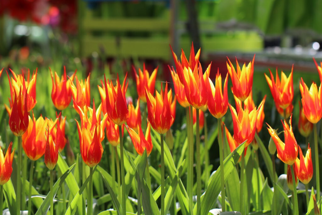 Tulpenfelder im Keukenhof