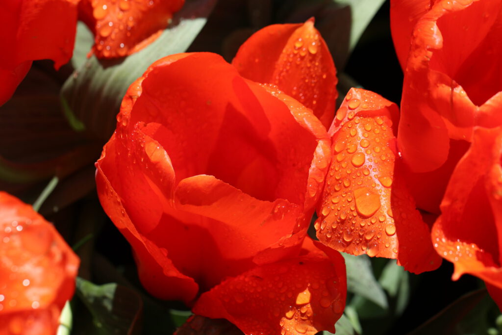 Tulpenfelder im Keukenhof