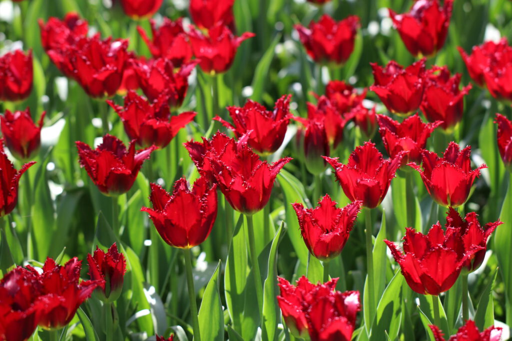 Tulpenfelder im Keukenhof