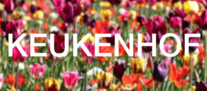 Keukenhof 2025: Die besten Tipps für deinen Besuch + Fotos